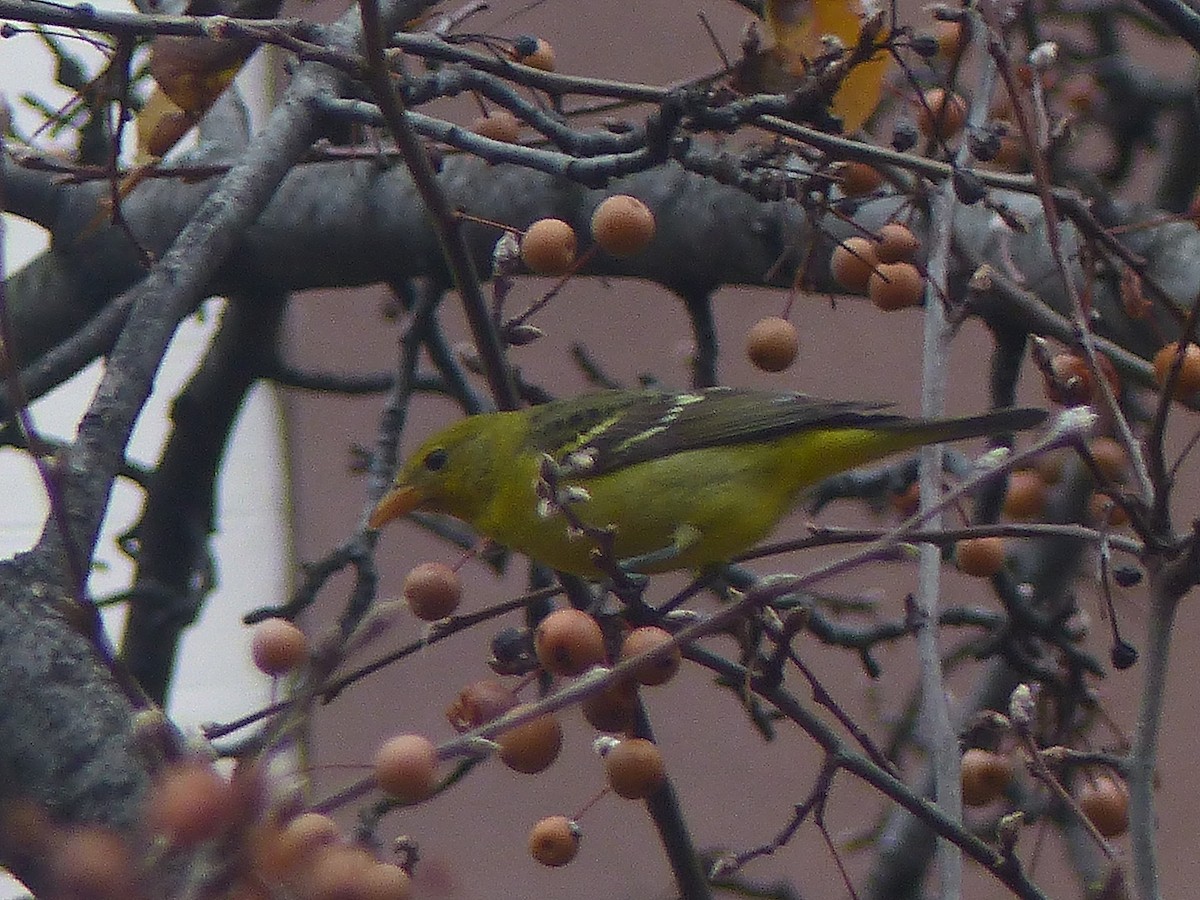 Western Tanager - ML287446391