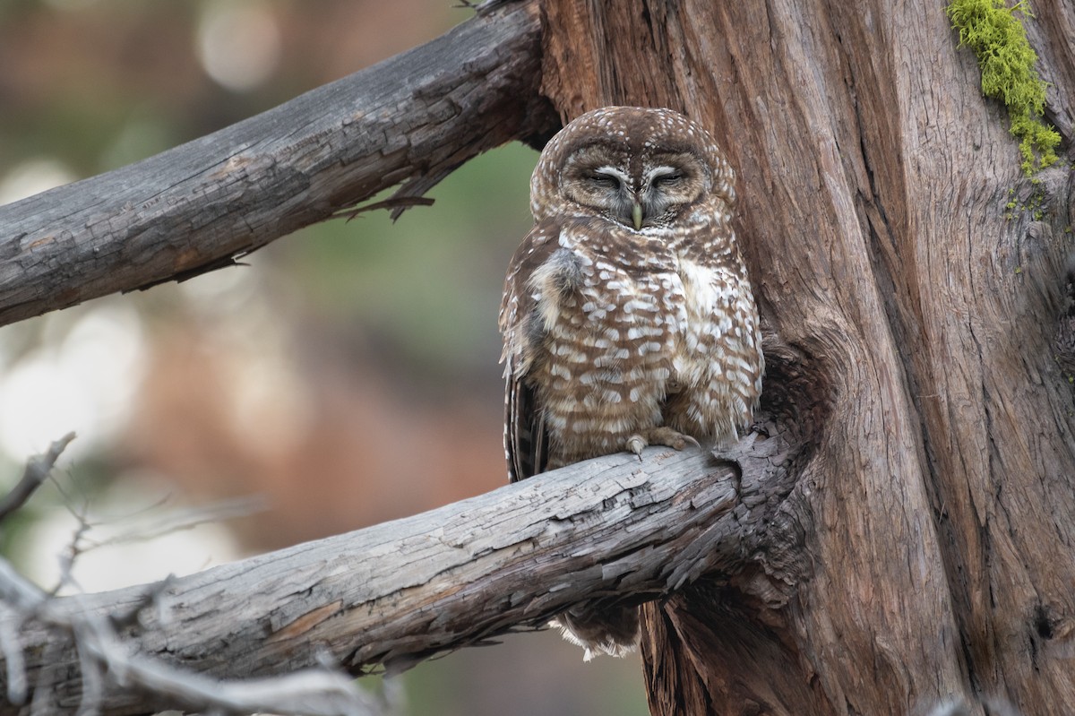 Spotted Owl - Adam Jackson