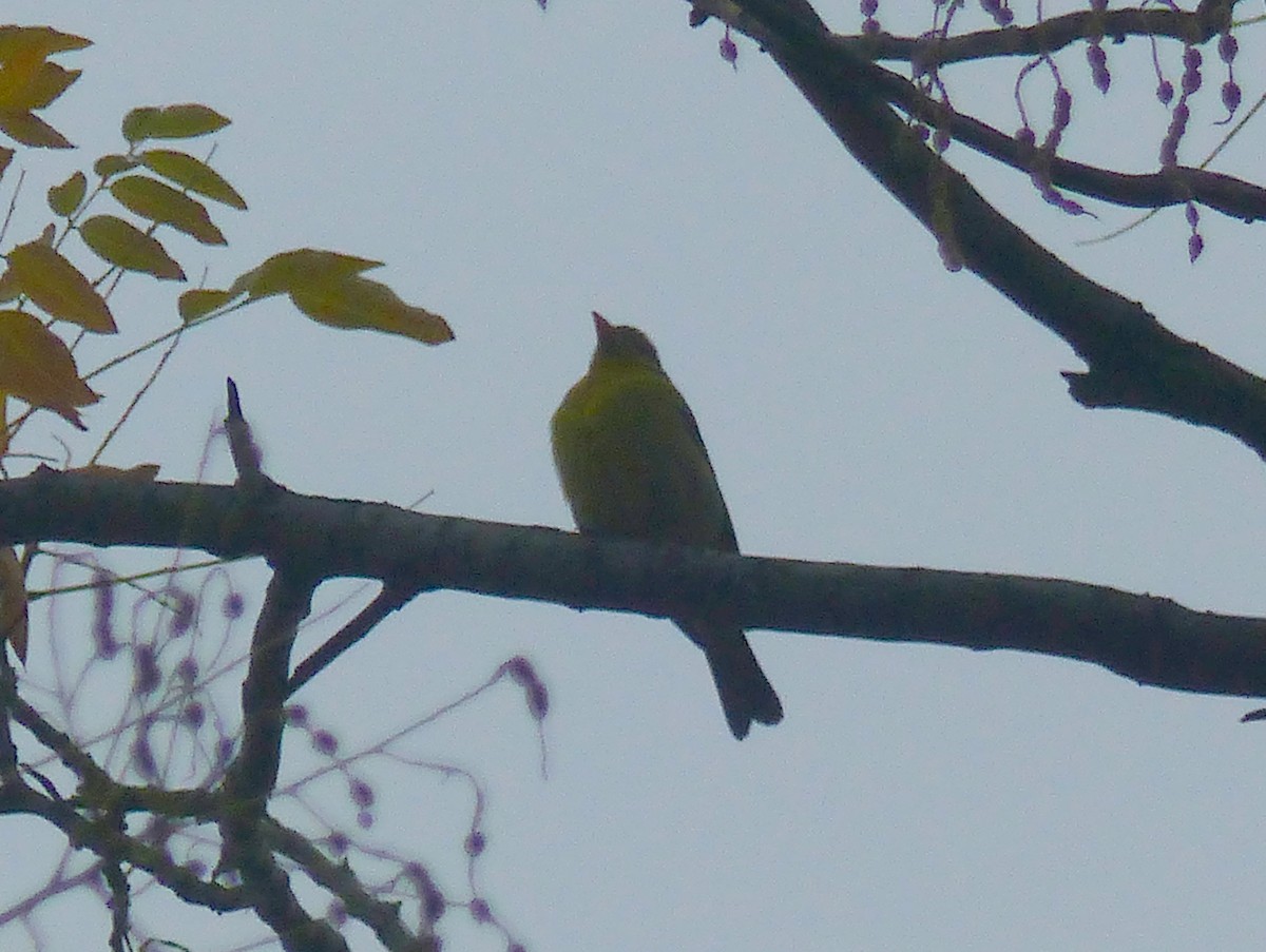 Western Tanager - ML287446581