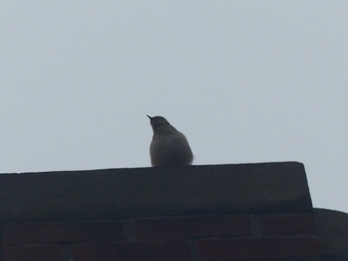 Gray Catbird - ML287446861
