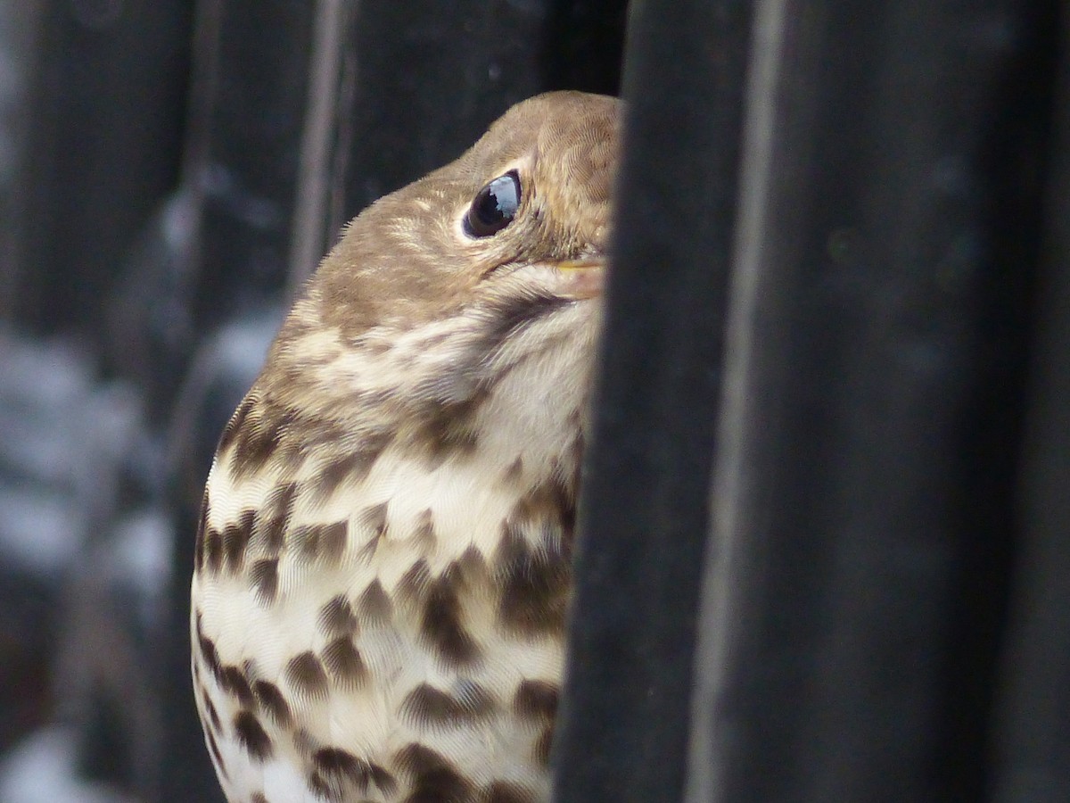 Hermit Thrush - ML287447311