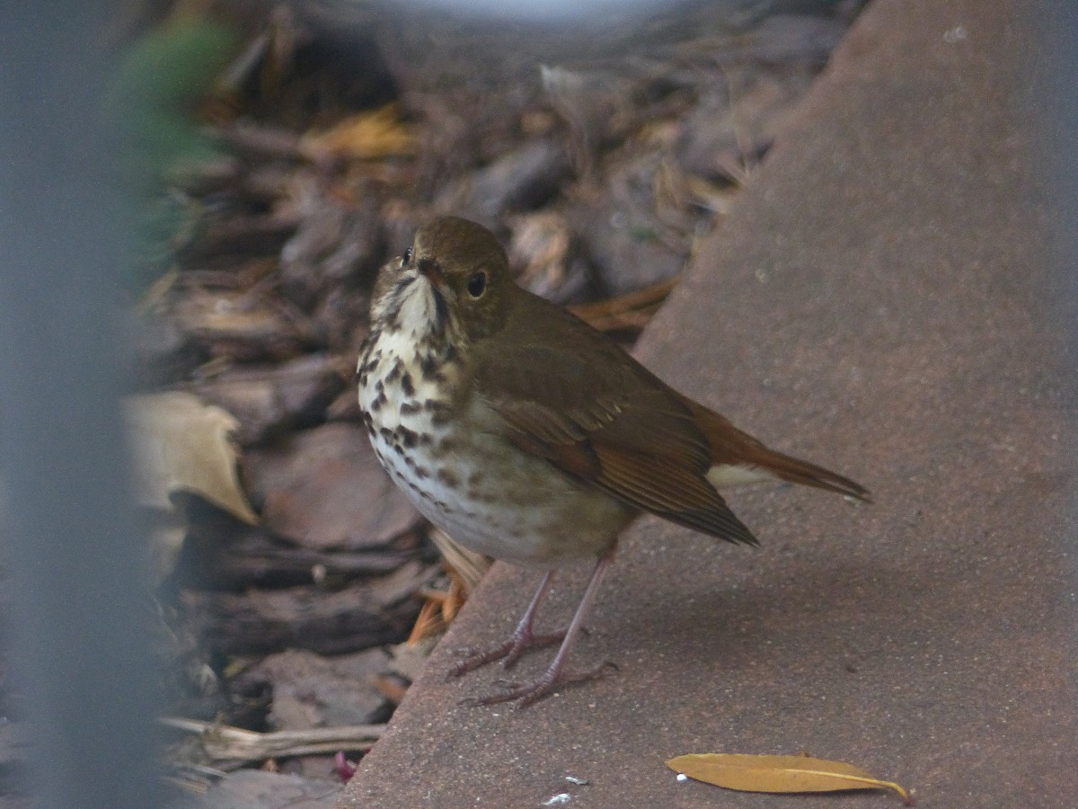 Hermit Thrush - ML287447511