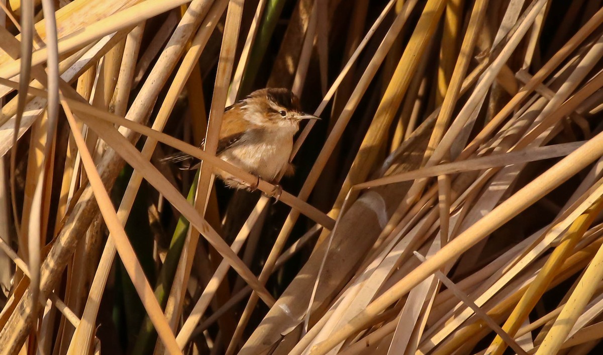 Marsh Wren - Kathleen Waldron