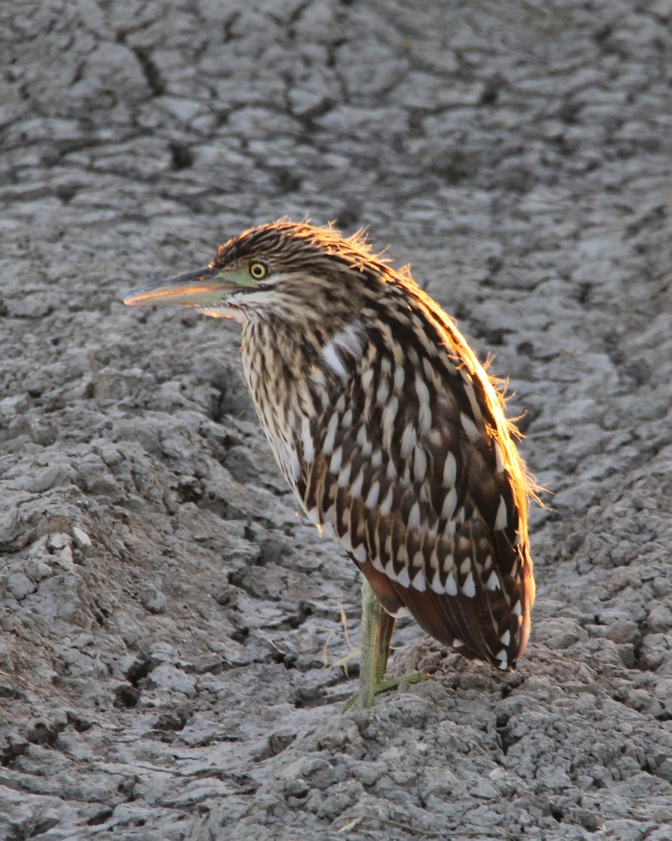 Nankeen Night Heron - ML287449701
