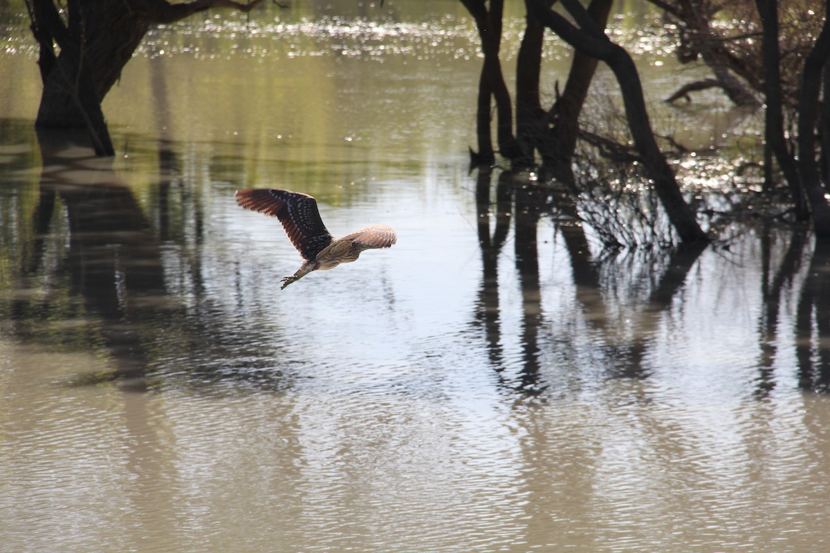 Nankeen Night Heron - ML287449741