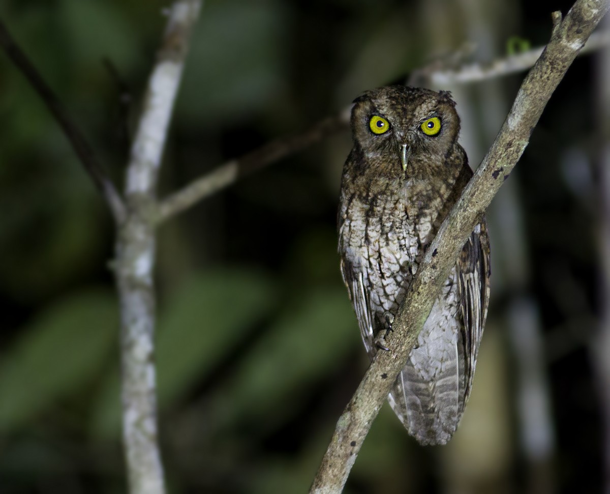 Black-capped Screech-Owl - ML287449871