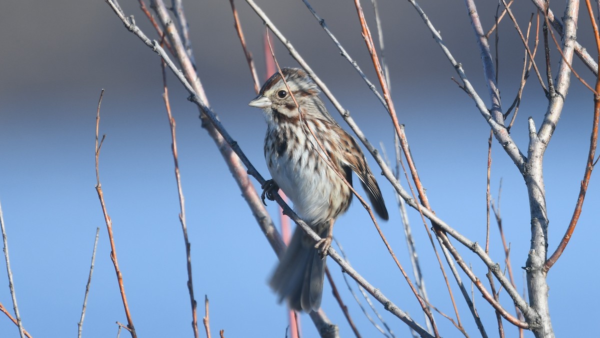 Song Sparrow - ML287450471