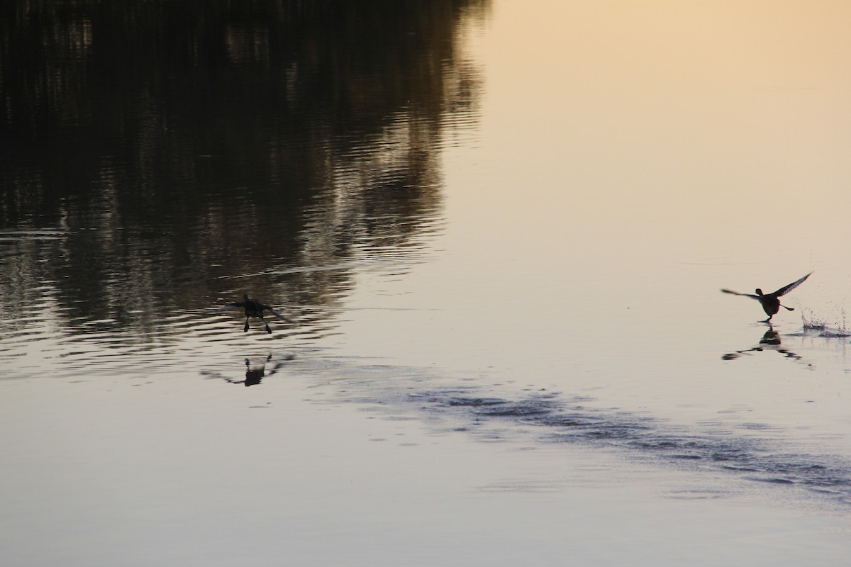 Pacific Black Duck - Mark Bonta