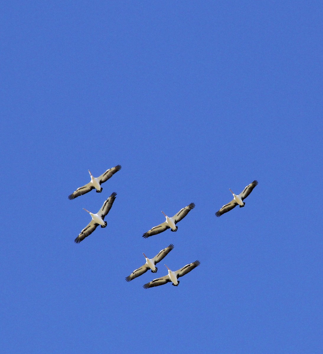 Australian Pelican - Mark Bonta