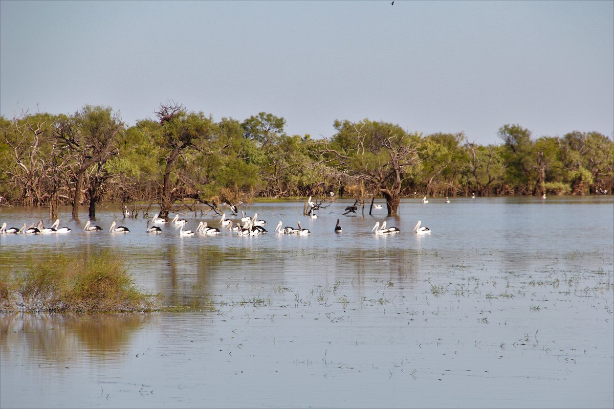 Australian Pelican - Mark Bonta