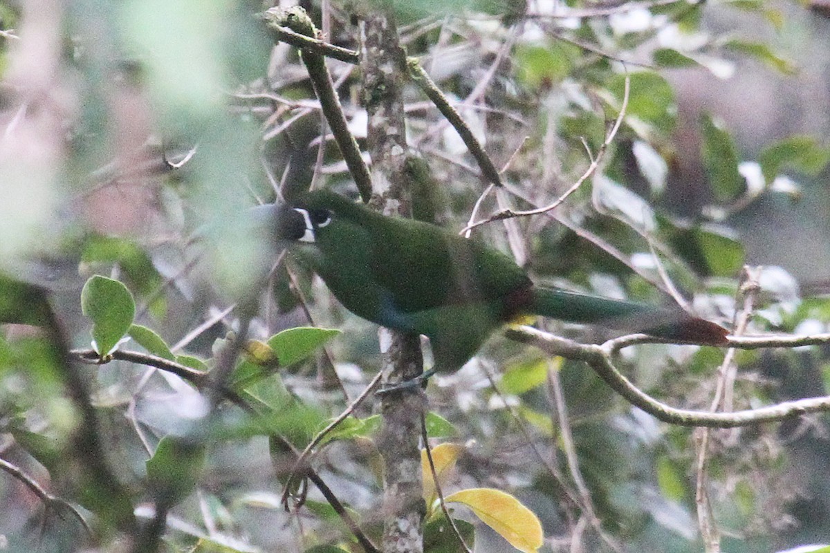 Toucanet à sourcils jaunes - ML287454411