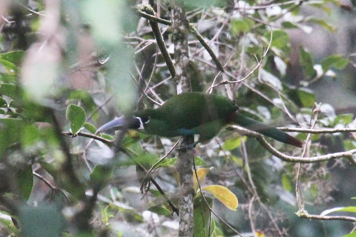 Toucanet à sourcils jaunes - ML287454431