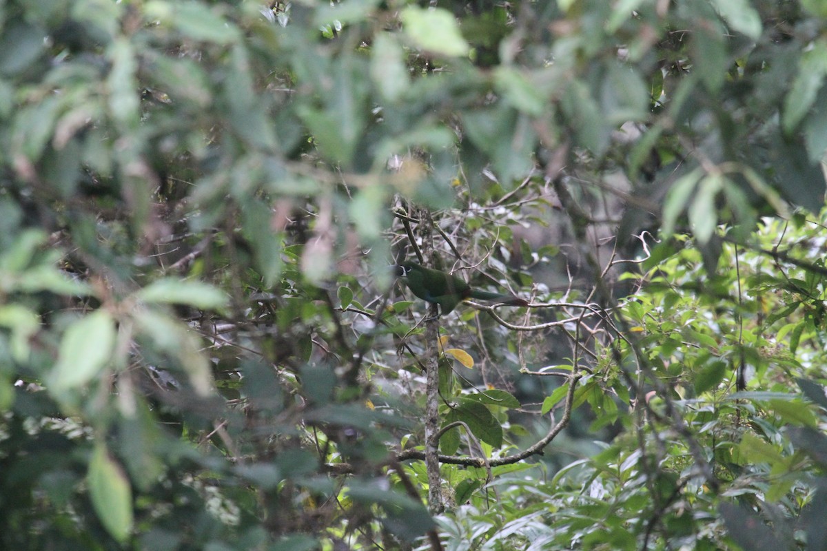 Yellow-browed Toucanet - ML287454491