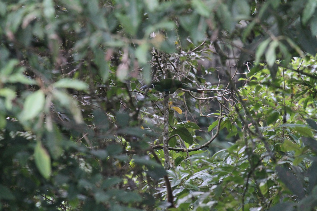 Toucanet à sourcils jaunes - ML287454541