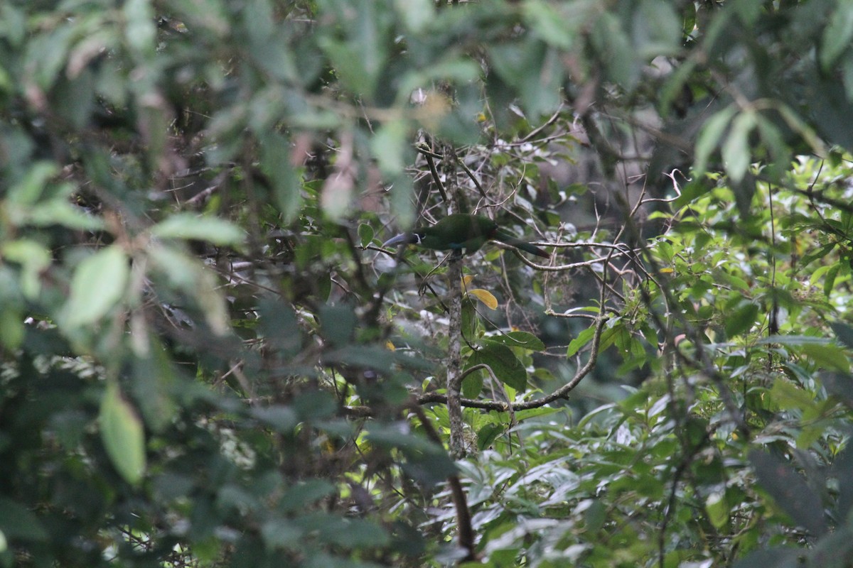 Toucanet à sourcils jaunes - ML287454561