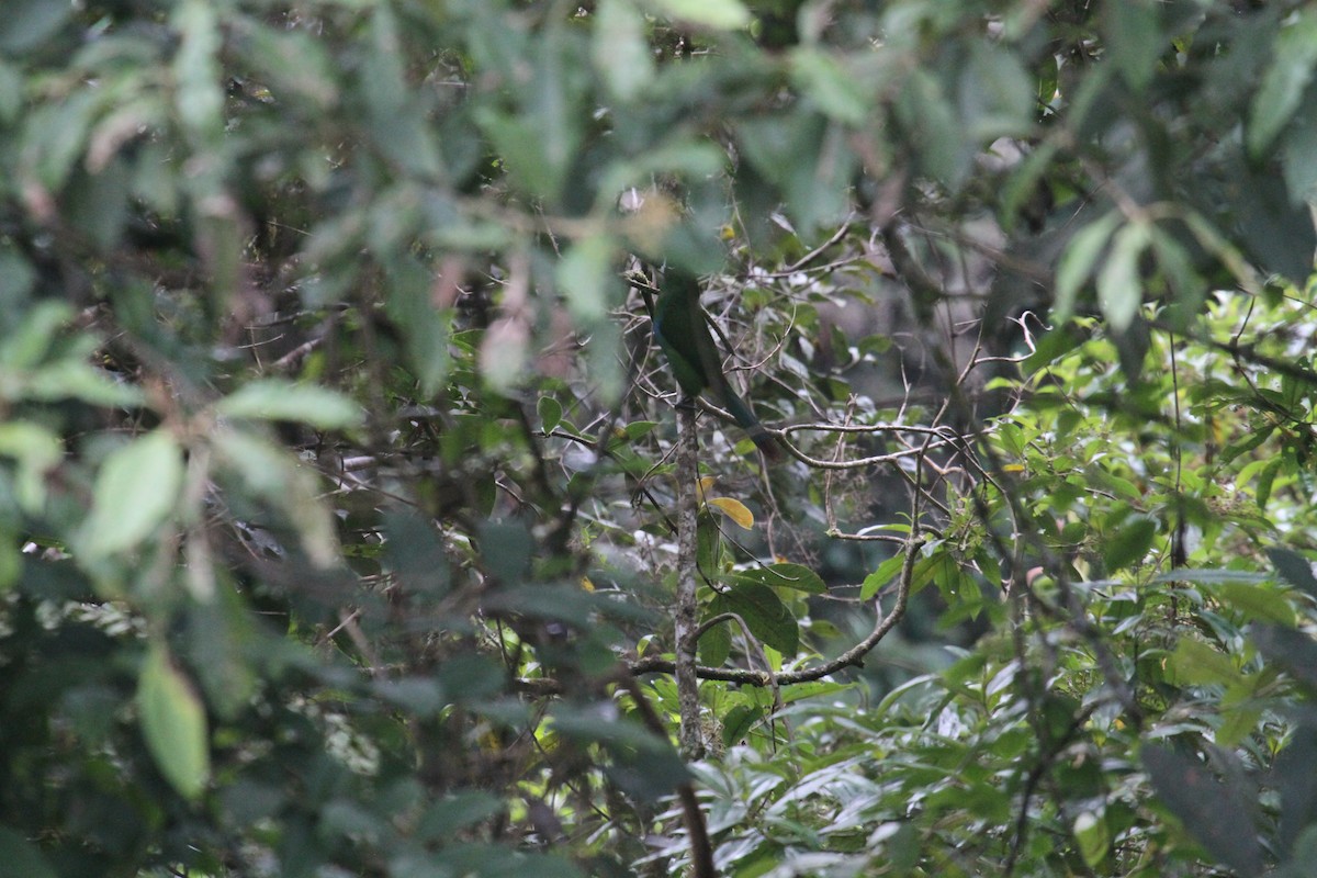 Yellow-browed Toucanet - ML287454571