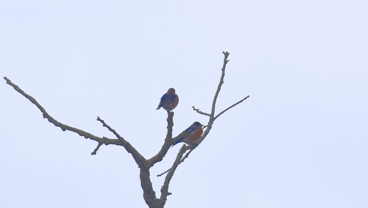 Eastern Bluebird - ML287455531