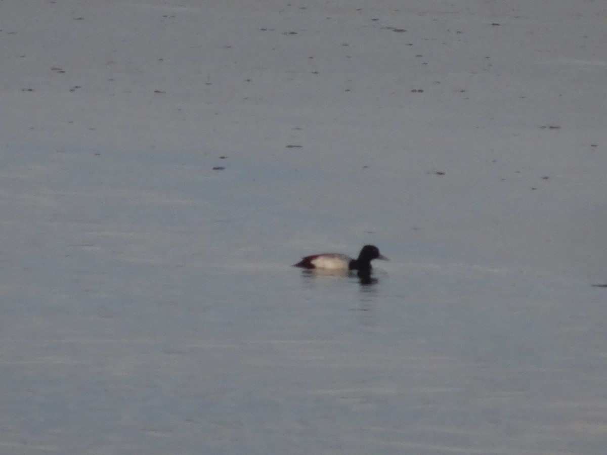 Lesser Scaup - Ser Anderson