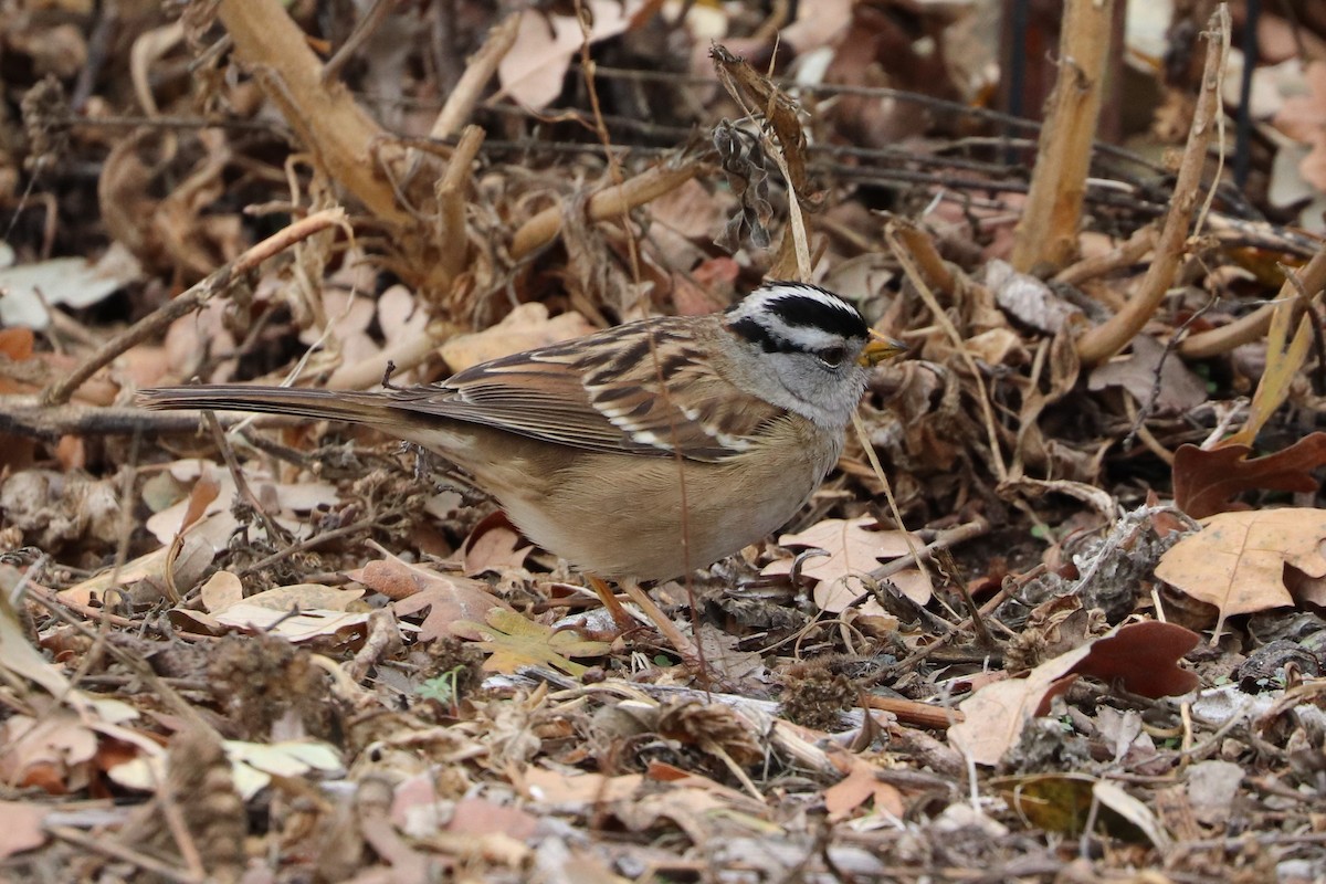 White-crowned Sparrow - ML287458611