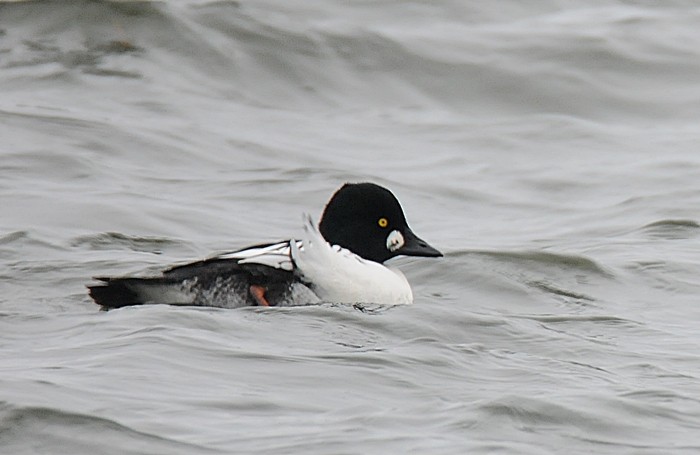 Common Goldeneye - ML287459061