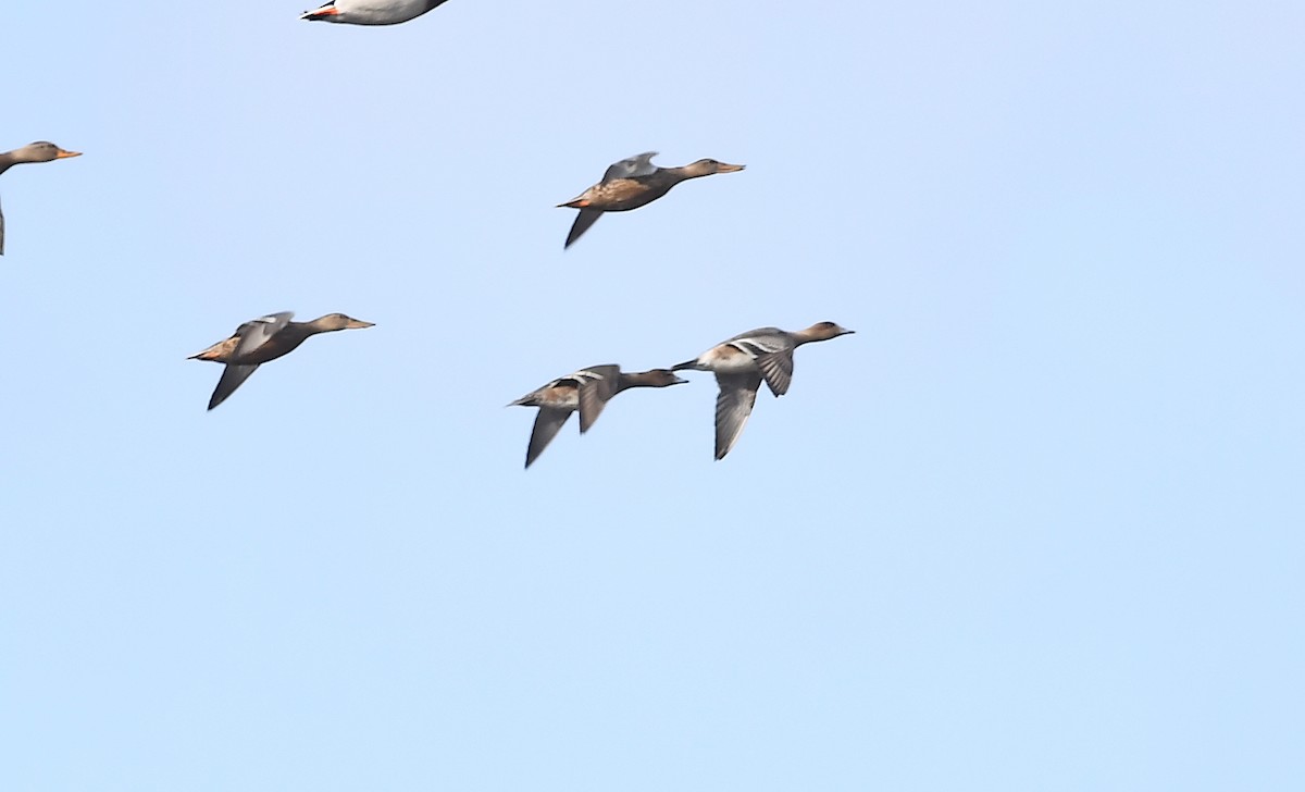 Eurasian Wigeon - ML287461041