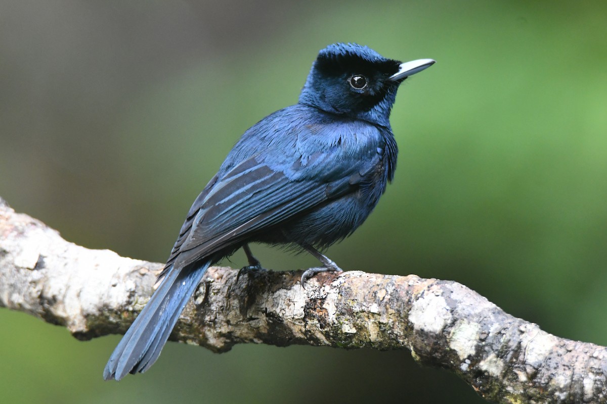 Shining Flycatcher - Peter & Shelly Watts