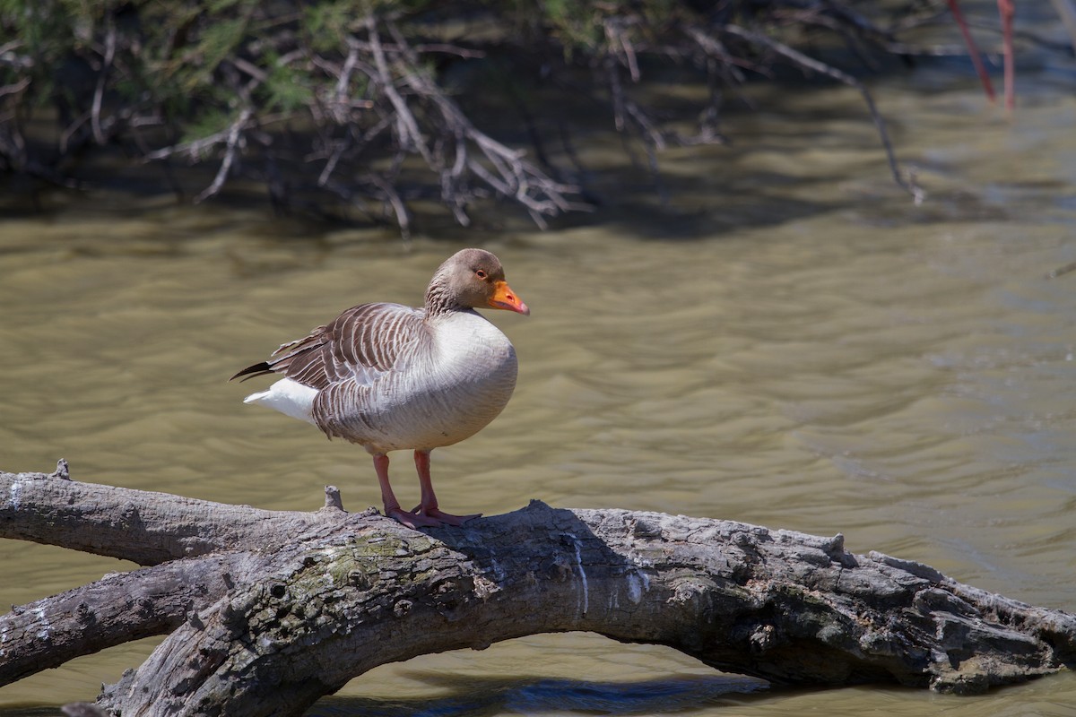 Graylag Goose - ML287462301