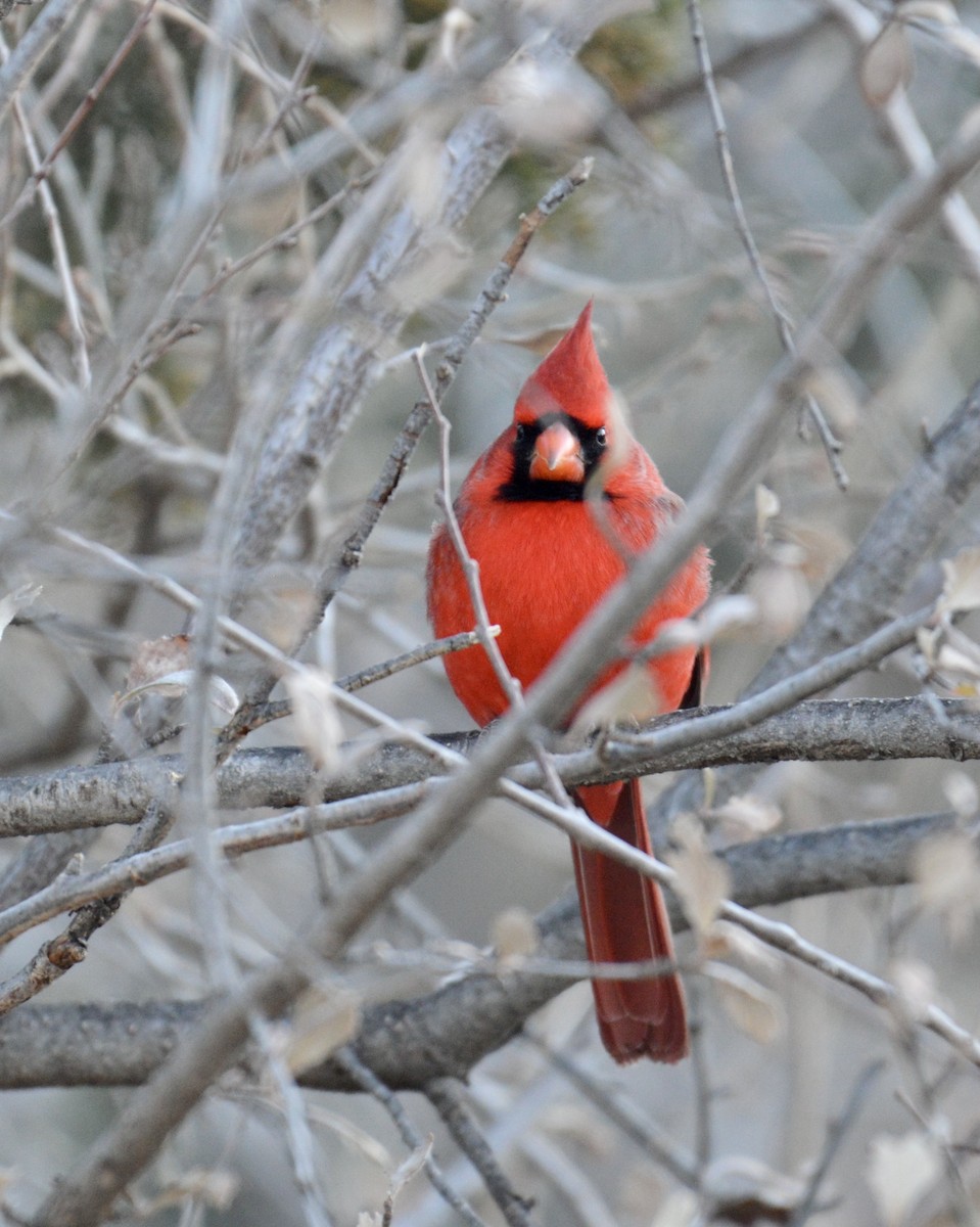 Northern Cardinal - ML287463581