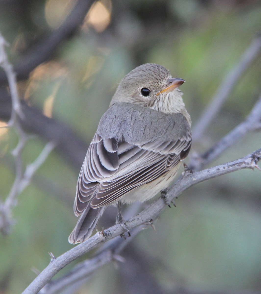 Rufous Whistler - ML287463951