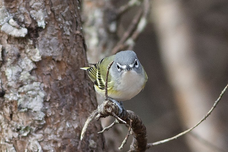 Mavi Başlı Vireo - ML287464341