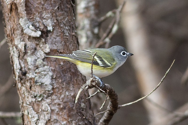 Mavi Başlı Vireo - ML287464351