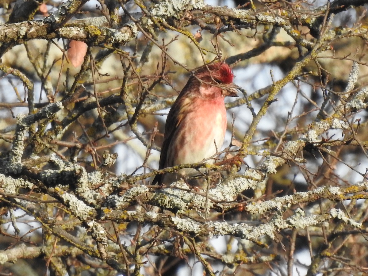 Purple Finch - ML287466421