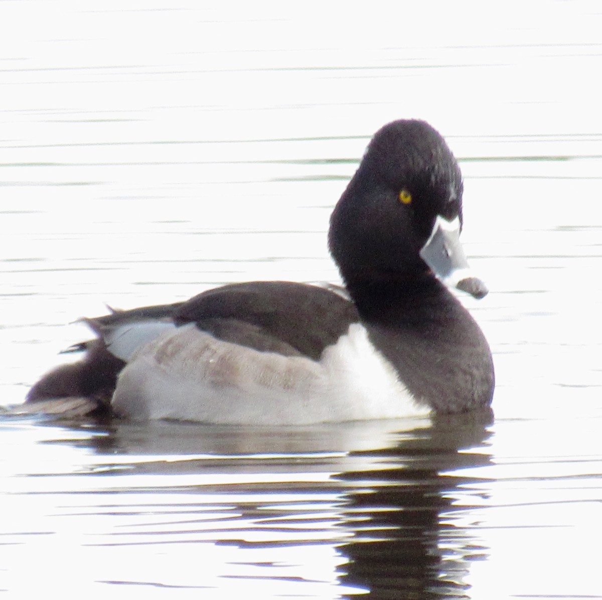 Ring-necked Duck - ML287466551