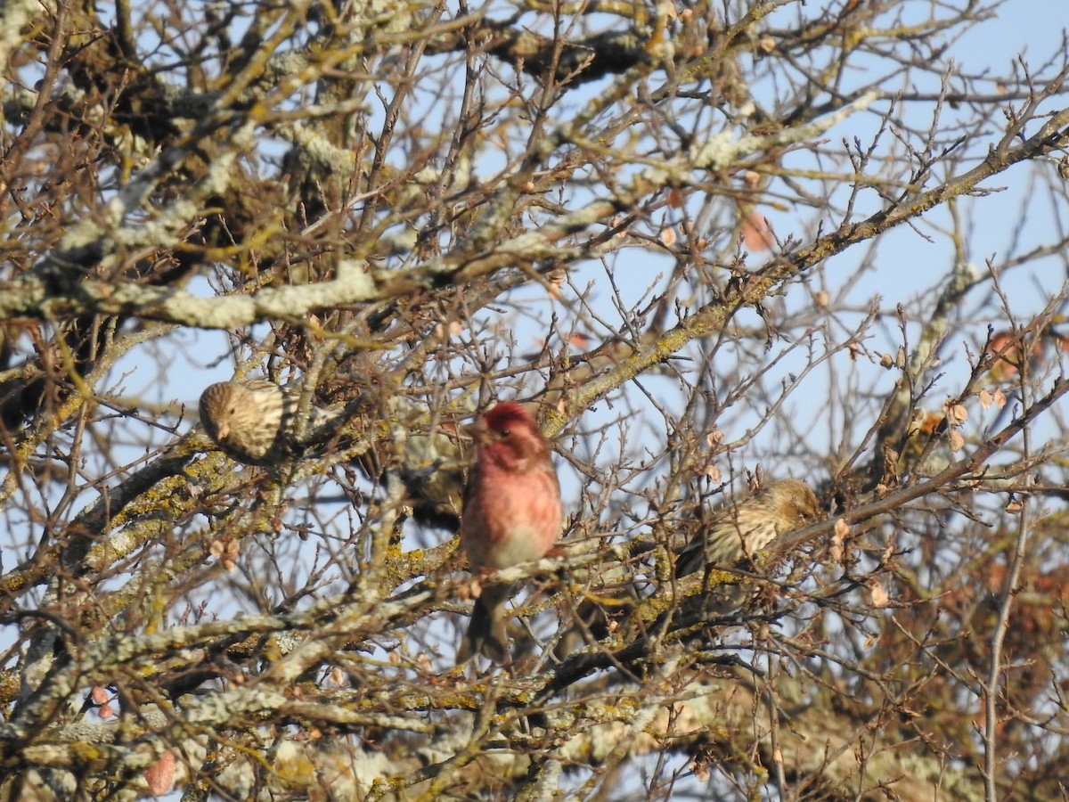 Purple Finch - ML287466631