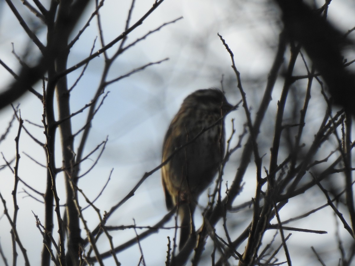 Purple Finch - ML287466721