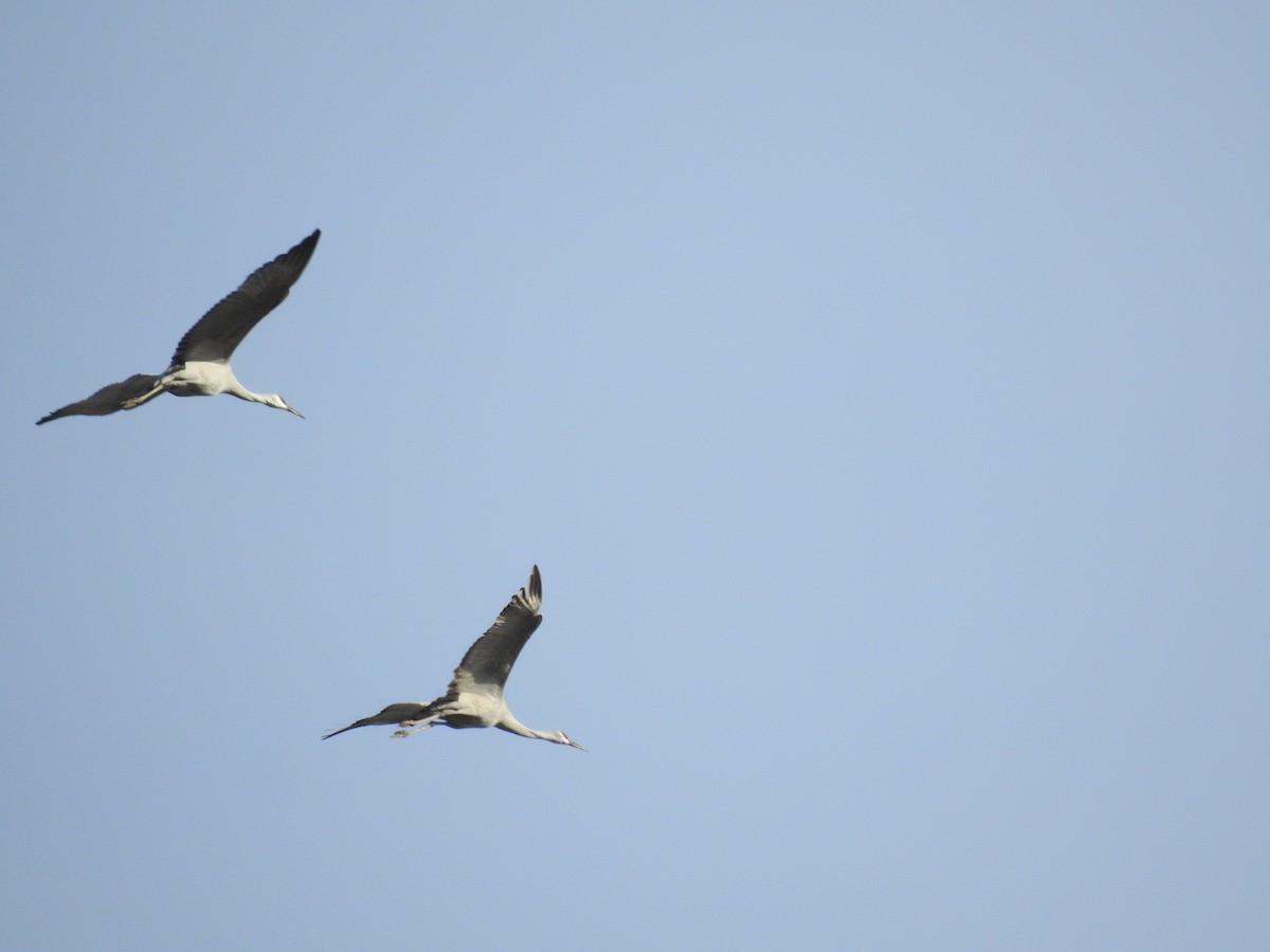 Sandhill Crane - ML287467081