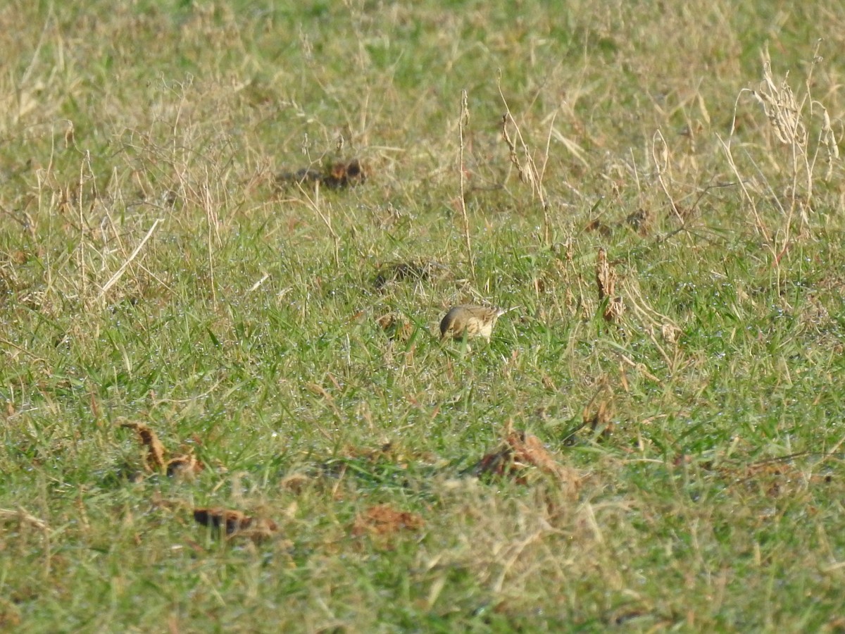 American Pipit - ML287467221