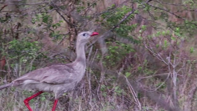 Red-legged Seriema - ML287467991