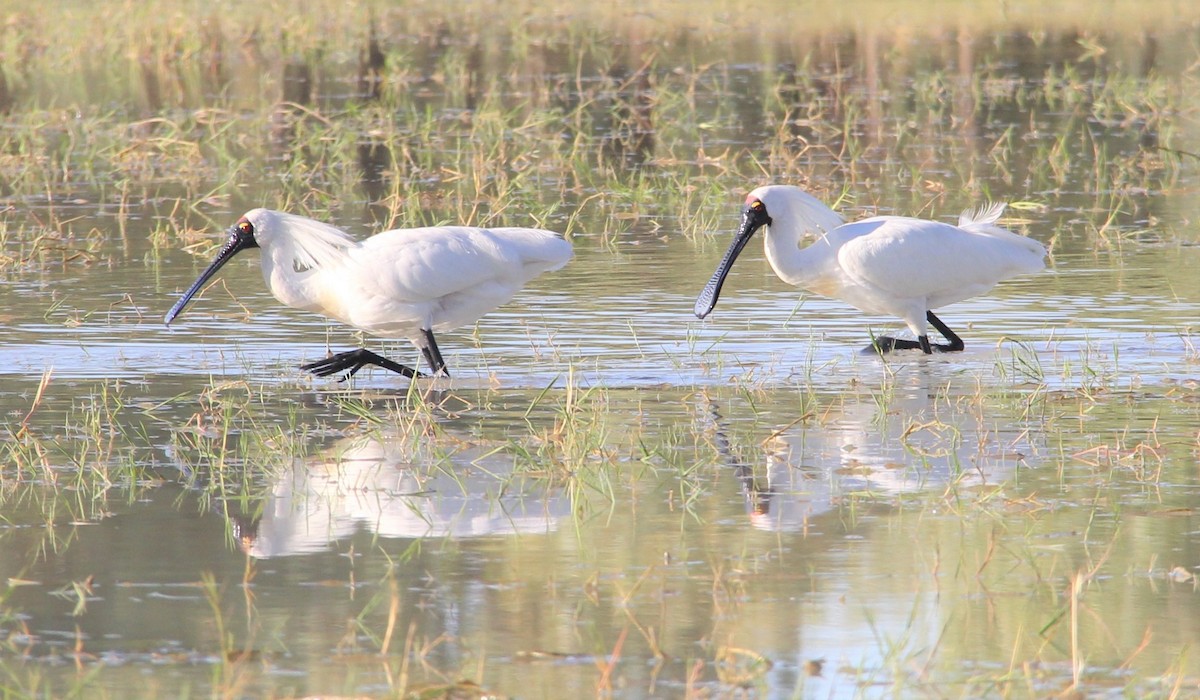 Royal Spoonbill - ML287468101