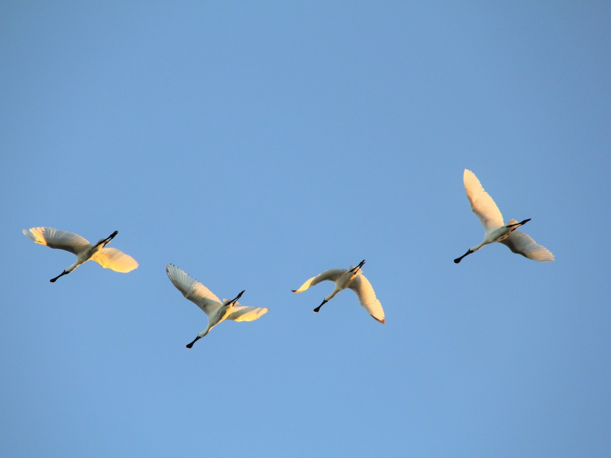 Royal Spoonbill - ML287468151