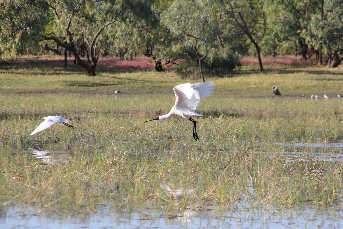 Royal Spoonbill - ML287468221