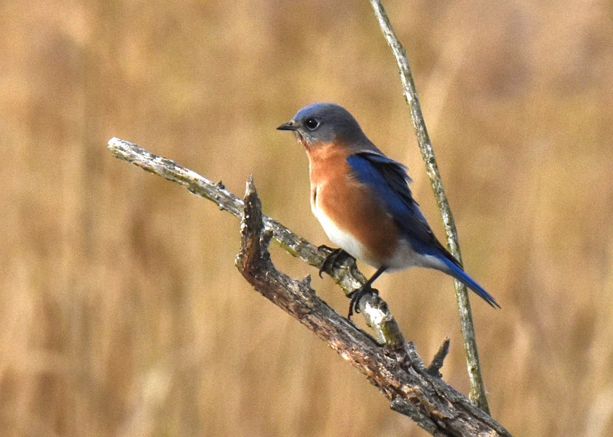 Eastern Bluebird - ML287468461
