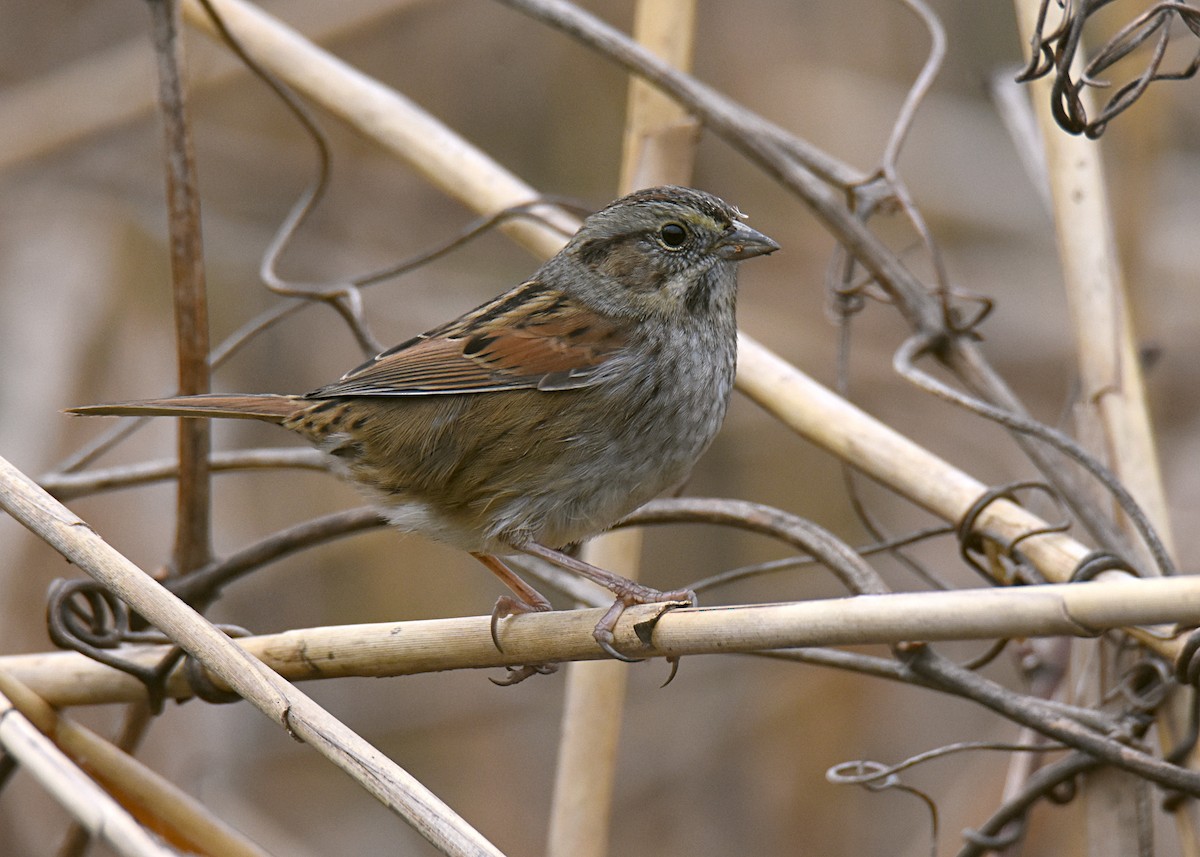 Swamp Sparrow - ML287468561