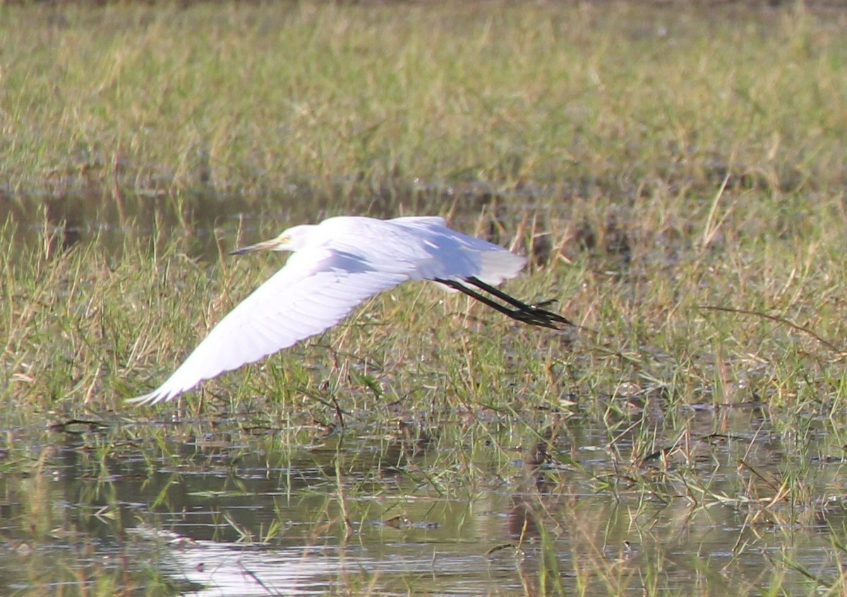 Little Egret - ML287468901