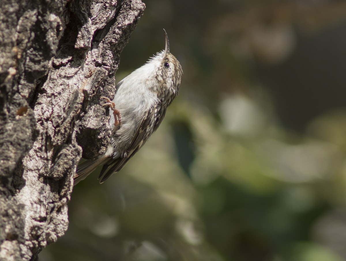 Short-toed Treecreeper - ML287469071