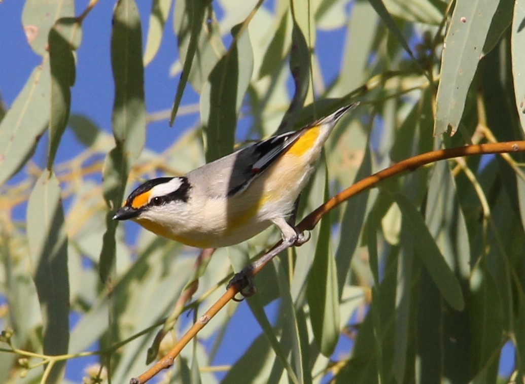 Striated Pardalote - ML287472001