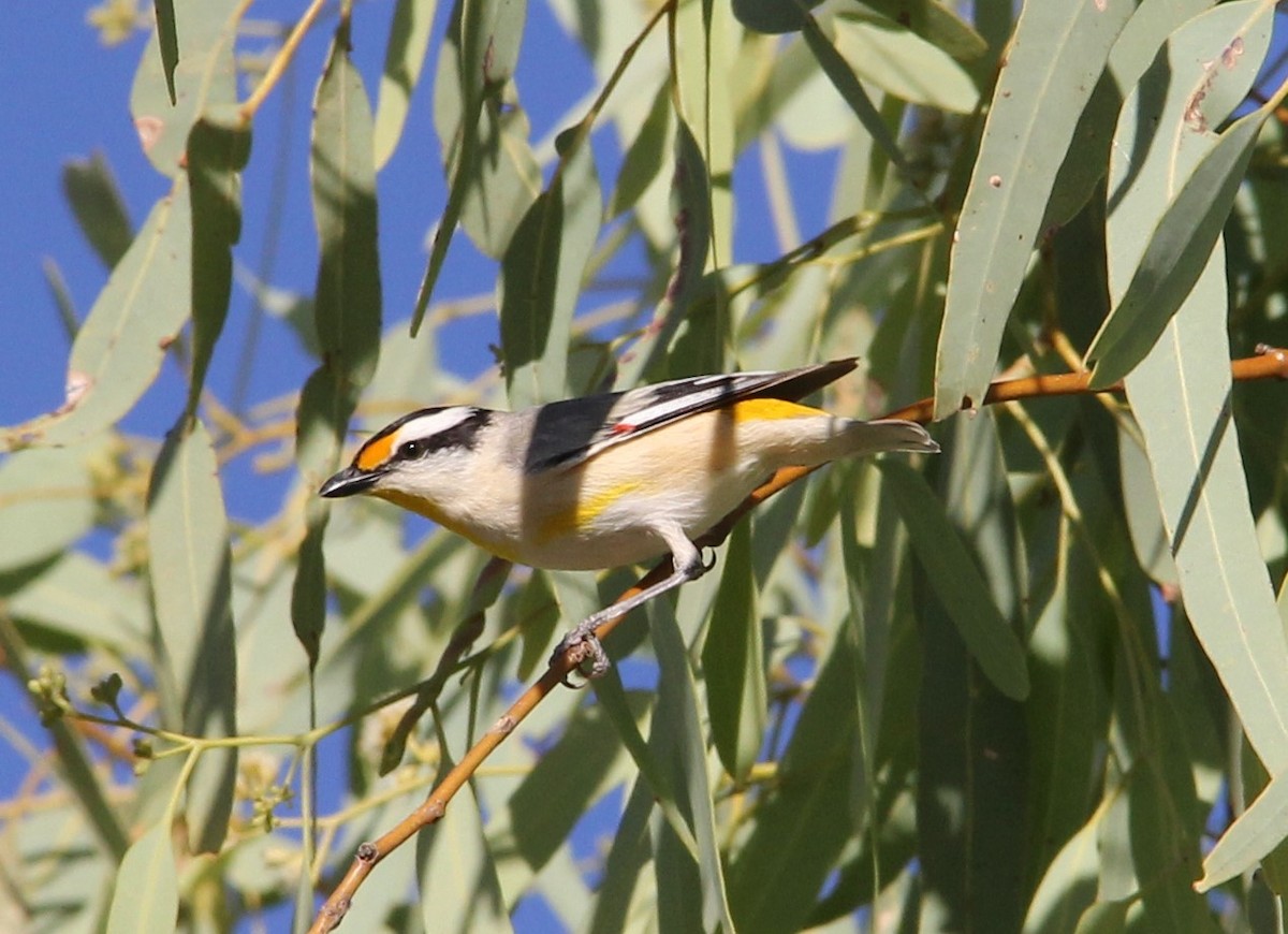 Striated Pardalote - ML287472011