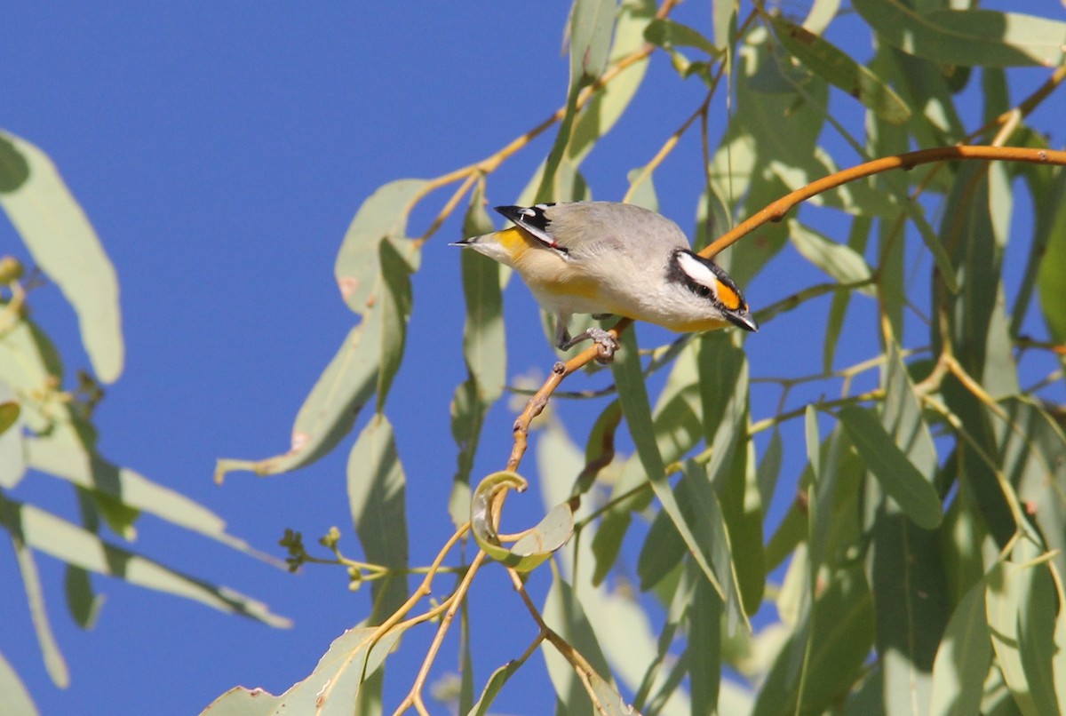 Striated Pardalote - ML287472031