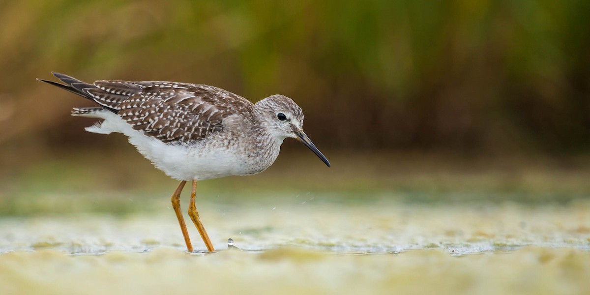 Lesser Yellowlegs - Alva  Steury