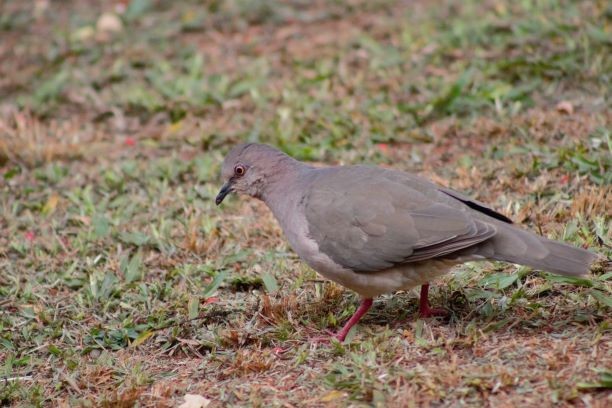 White-tipped Dove - ML287473221